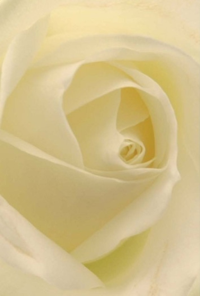 Gazing closely at this classic white rose, crafted by New Southgate hands, you become immersed in the dance of softness and subtle shadow across every petal. The flower's composition is all tranquility and refined sophistication-shades of white and gentle cream blend seamlessly, manipulated by the light as though it glows softly from within, much like a bright morning settling over the streets near Oakleigh Road South. As a florist deeply rooted in New Southgate's community, I see this rose as a timeless offering for the most heartfelt occasions: an elegant centrepiece at a local wedding, a sincere apology, or a comforting gesture for neighbors in need. The tightly twisted core, nearly perfect in symmetry, radiates purity and an unspoken resilience, while the nuanced interplay of colour and shadow brings the bloom's natural artistry to life. The imagined fragrance-clean, understated, and serene-lingers lightly in the mind, just like cherished memories shared along the paths of Brunswick Park. Every arrangement carries an echo of this local spirit, ready to console, celebrate, or inspire across New Southgate.