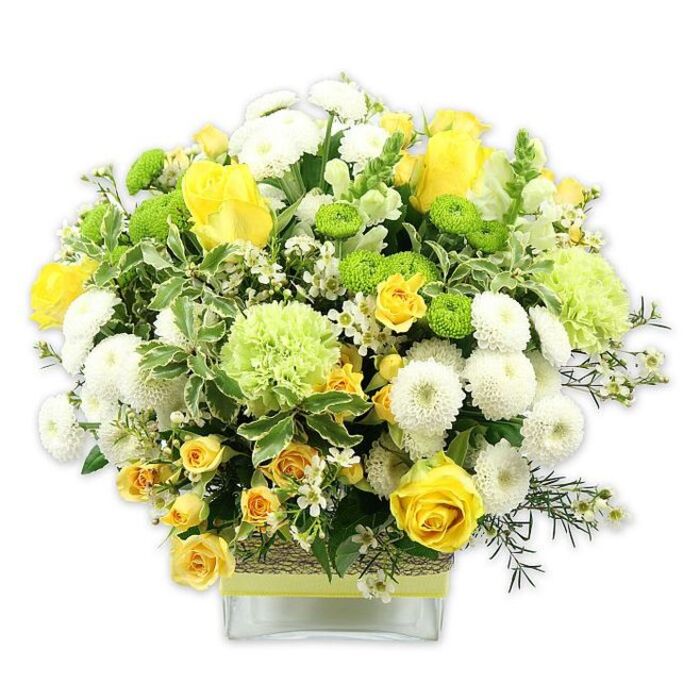 A cheerful, generously proportioned flower arrangement in a modern, low, rectangular glass vase bursts with a carefully balanced mix of sunny yellow, clean white, and vivid green, photographed against a stark white background that highlights every subtle detail. The focal flowers are rich yellow roses, some in full bloom with velvety, layered petals curling outward, others in half-open buds that lend a sense of promise and continuity. Interspersed are clusters of daintier yellow spray roses, their multiple small blooms adding texture and a soft, cascading effect through the design. Rounded white pompom chrysanthemums form dense, cushion-like spheres among the roses, offering a gentle contrast in both shape and colour. Here and there, lime green button chrysanthemums appear as tidy, globe-shaped accents, lending a fresh, upbeat note to the arrangement. Larger, pale green, frilled blooms-evoking ruffled carnations or airy green chrysanthemums-sit slightly higher in places, giving the bouquet lightness and a feeling of movement. Surrounding the flowers is a rich collar of foliage: broad leaves edged in creamy white and slender, darker green filler sprigs that stretch slightly beyond the dome, creating a relaxed, garden-inspired silhouette. Tiny white filler flowers, starry and delicate, peek through the larger heads, filling any gaps and adding sparkle. The glass vase allows the green stems to be seen, while its centre is encircled by a rustic band of woven natural material topped with a neat lime green ribbon, echoing the vivid green blooms above. This arrangement would feel equally at home as a birthday centrepiece in a New Southgate kitchen near Oakleigh Road or as a comforting get-well gift, radiating warmth, freshness, and a sense of thoughtful care.