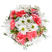 This joyful bouquet, assembled with care by a New Southgate florist, captures the buoyancy of spring mornings along the avenues of Friern Barnet. At the heart, luminous white daisies with moss-green centres bring a fresh, sparkling clarity, while plush coral-pink carnations add billowing texture and warmth, evoking the neighbourhood's friendly, welcoming vibe. Wispy baby's breath is laced throughout, its miniature blooms providing a gentle, star-like shimmer. Tucked between leaves, understated alstroemeria buds with traces of lavender and pink hint at unfolding days ahead. Eucalyptus and classic dark greenery anchor the arrangement, offering contrast and an invigorating scent reminiscent of the fresh air in nearby parks. The bouquet's round, layered form showcases the careful balance and heartfelt touch of New Southgate's floral artisans, perfect for birthdays, get-well wishes, or brightening everyday moments with a flourish of nature's colour. Delivery across New Southgate means these blooms can bring comfort, joy, or celebration right to your doorstep, echoing the thoughtful spirit of the area.